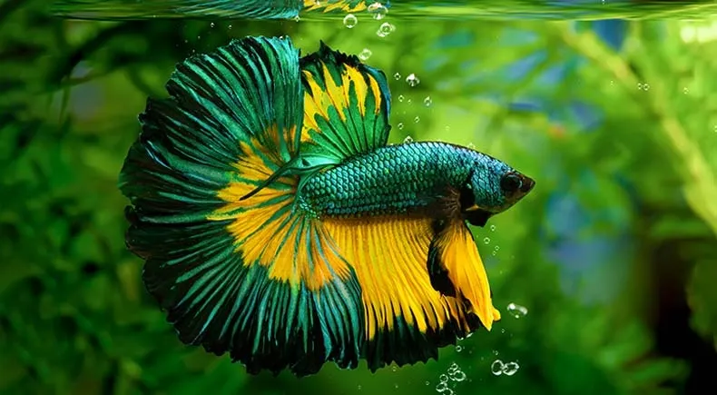 10 datos curiosos sobre estos peces asombrosos