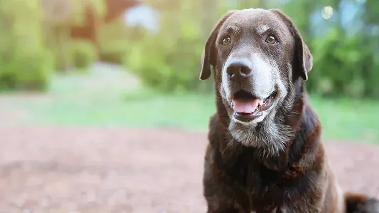 ¿Puedes detectar las señales del equivalente del Alzhéimer en perros?