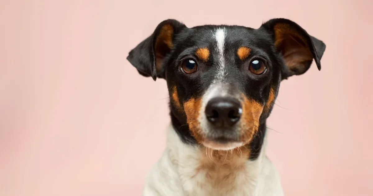 Protege a tu mascota de uno de los peores errores veterinarios