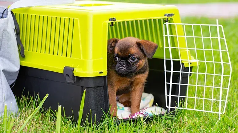 Cómo crear un escondite placentero y tranquilo para tu perro