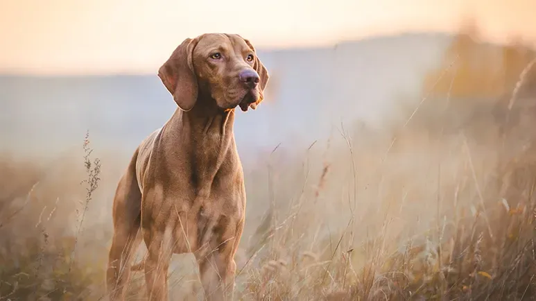 El extraño fenómeno del cerebro canino que sigue creciendo