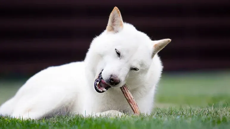 Estos productos son los responsables de muchas fracturas de dientes en perros