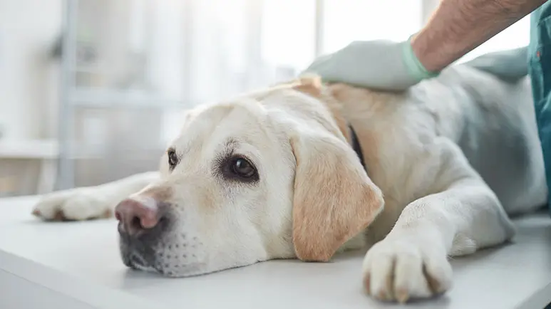 Un problema común en perros que es fácil de evitar