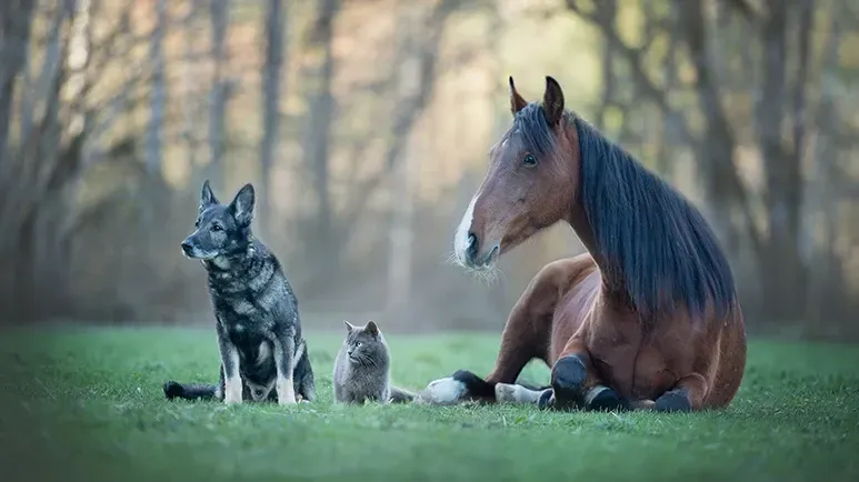 Reduce la exposición de tu mascota a estas sustancias tóxicas