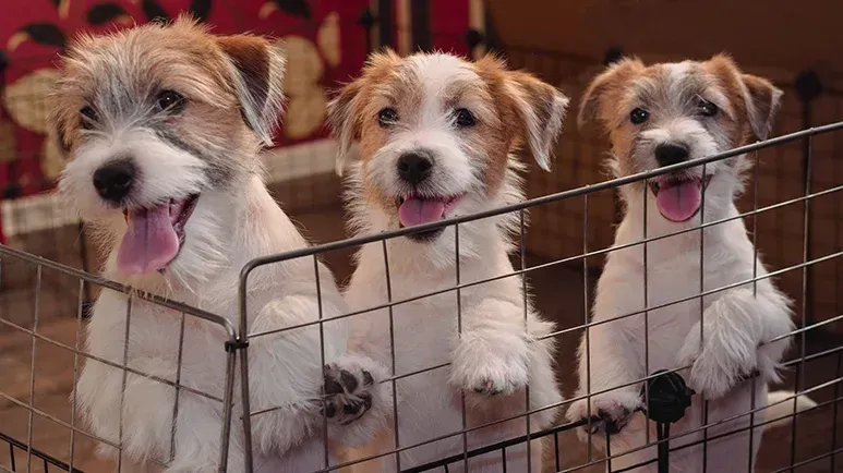 Las desventajas de adoptar a dos cachorros de la misma camada