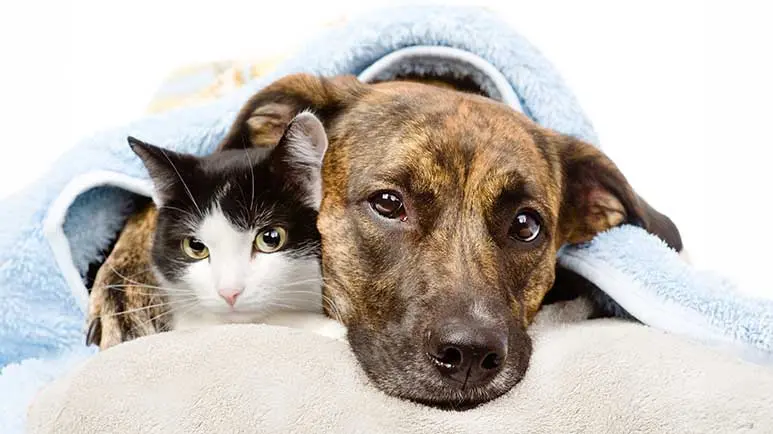 Una de las mayores amenazas para la salud de tu mascota