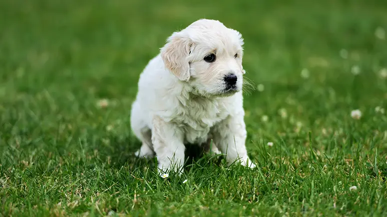 ¿Por qué tu perro arrasta su trasero en el piso?