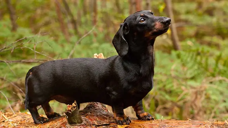 Si tienes un perro con patas cortas ¡por mucha atención!