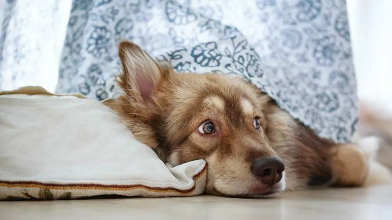 Qué hacer antes de que tu mascota entre en pánico