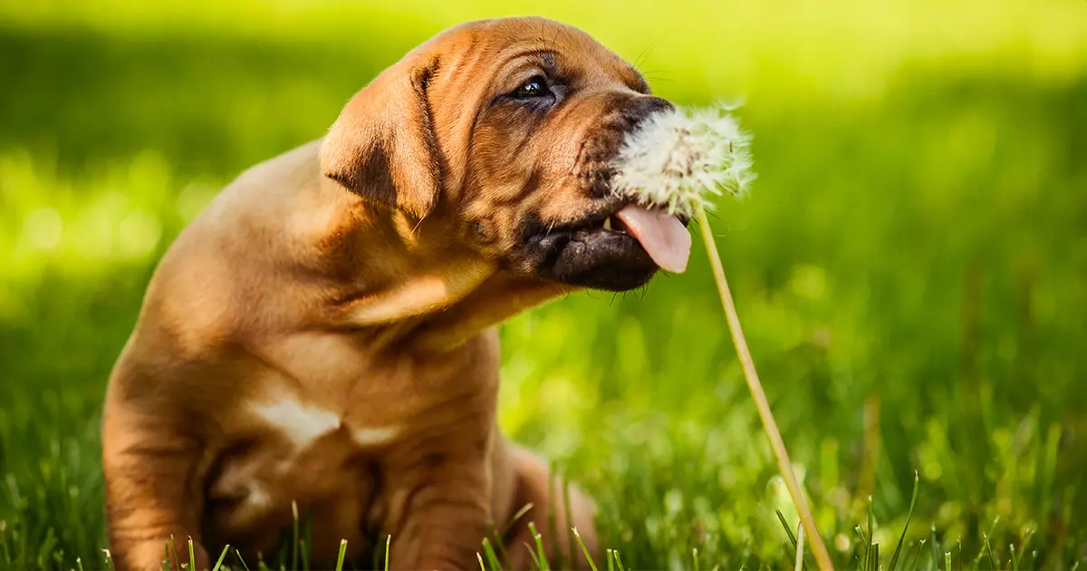 ¿Tu mascota está consumiendo demasiada o menos fibra alimenticia de la que necesita?