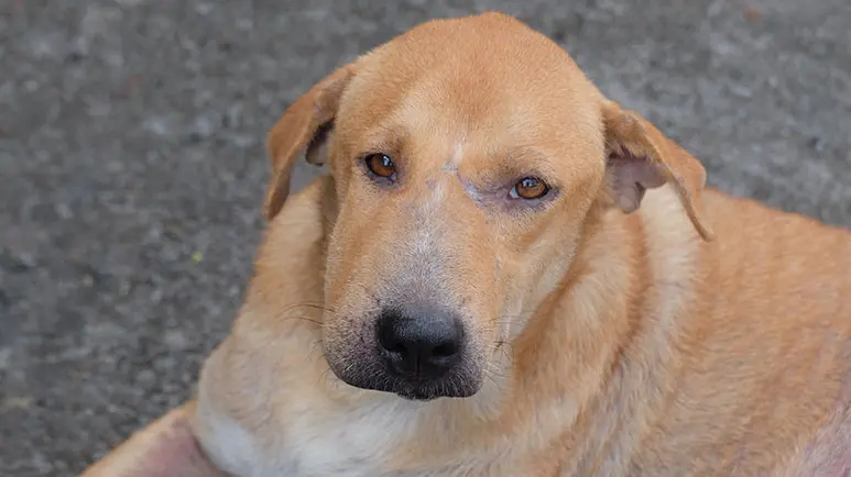 ¿Qué provoca que la cara de tu cachorro se inflame?