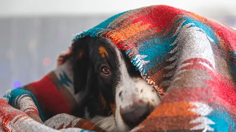 ¿Por qué tu perro le tiene tanto miedo a las tormentas eléctricas?