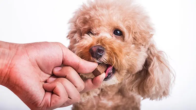 Ayuda a tu mascota a protegerse contra los gusanos del corazón