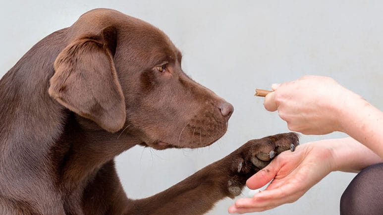 ¿Por qué tu labrador no parece estar satisfecho?