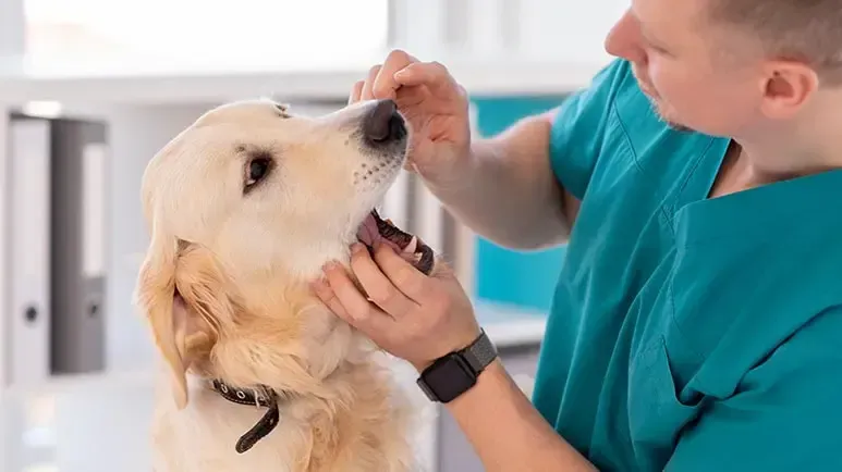 ¿Tu perro tiene algún problema en los dientes?