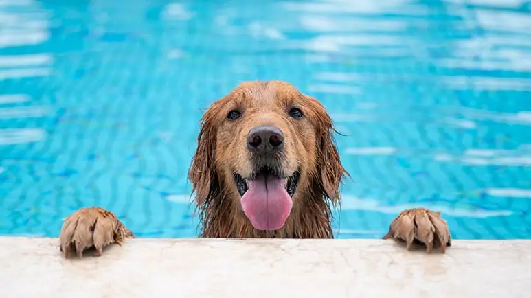 Consejos de seguridad para cuando tu perro se mete a la alberca