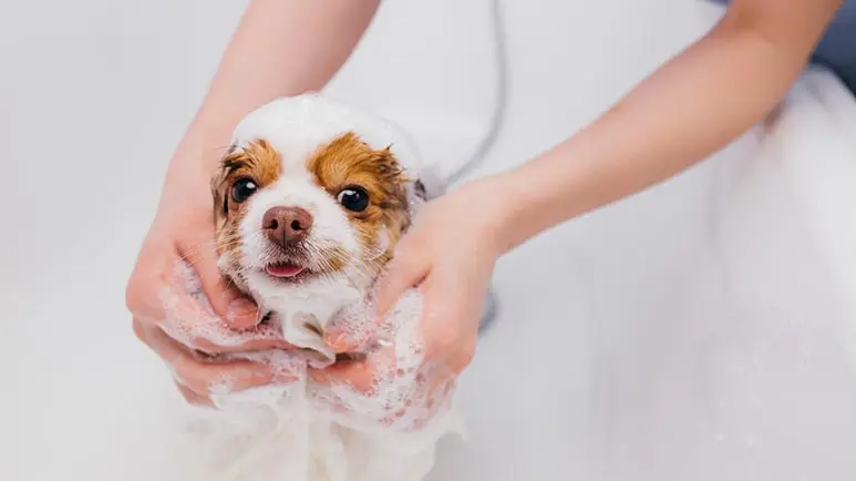 Un perro limpio es un perro sano y feliz