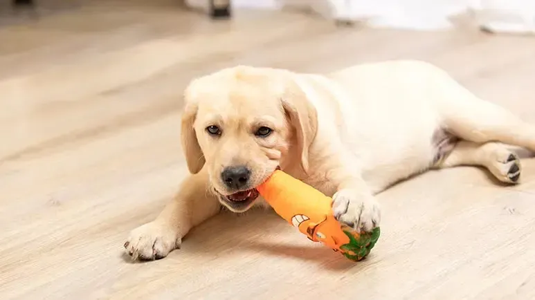 Aprende a elegir el juguete masticable perfecto para tu cachorro