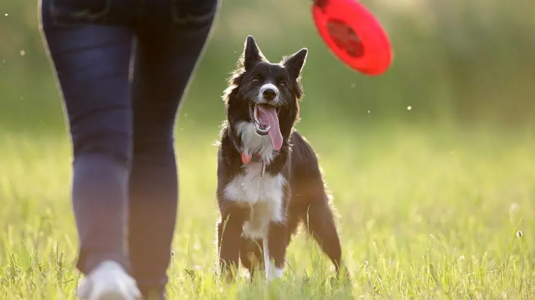 Intenta estos nueve juegos divertidos con tu perro: lo energizarán y te mantendrán entretenido