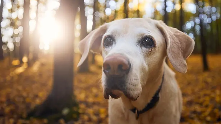 Esta podría ser una fuente de la juventud para tu mascota