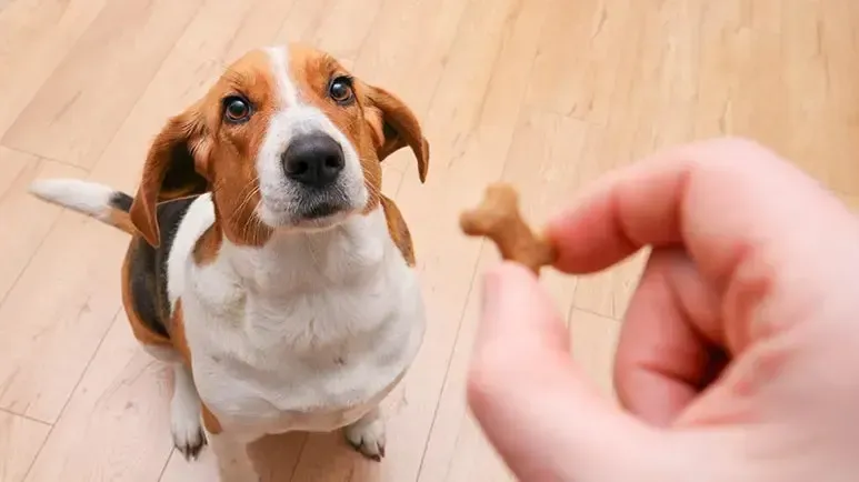 Los comportamientos que debes evitar al momento de darle un premio a tu perro