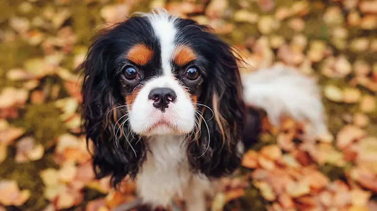 10 razas de perros pequeños que son adorables y tocarán tu corazón