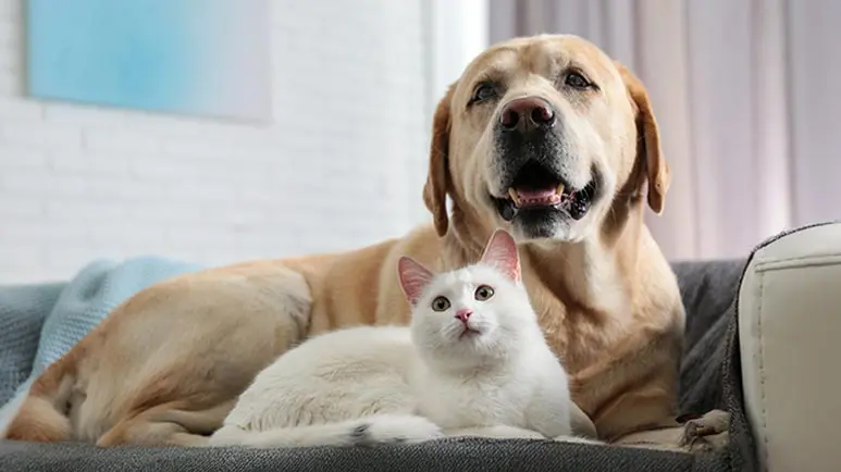 Plan de cuidados para mascotas mayores: cómo hacer se sientan lo mejor posible