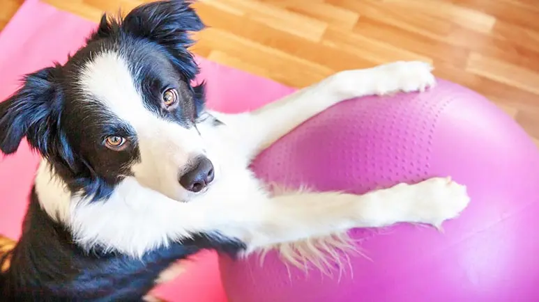 Esta técnica sencilla puede mejorar tu salud y la de tu mascota