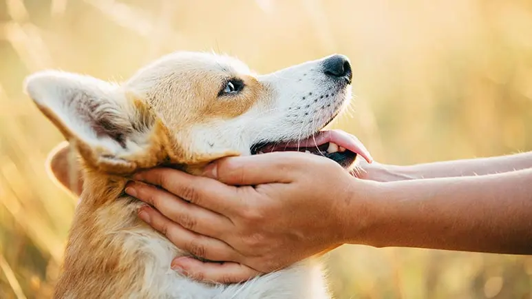 ¿Ya intentaste usar éste truco para llamar la atención de tu perro?