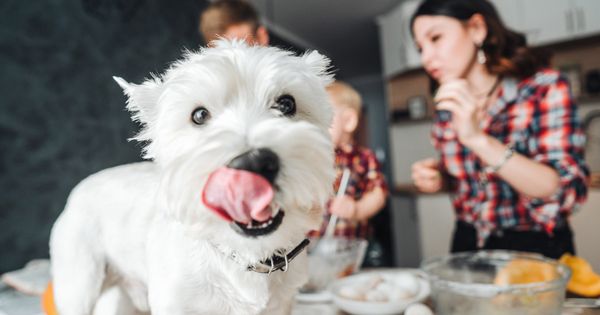 Cómo tu edad puede determinar lo que come tu mascota