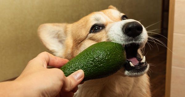 La leyenda urbana de los perros y los aguacates