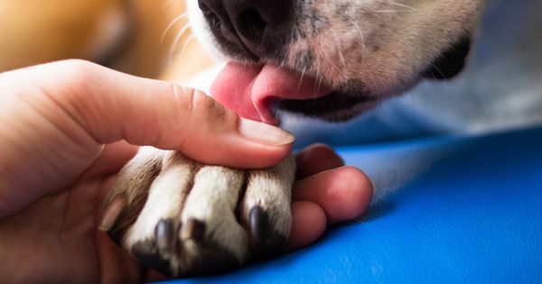 ¿Por qué mi perro no deja de lamerse las patas?