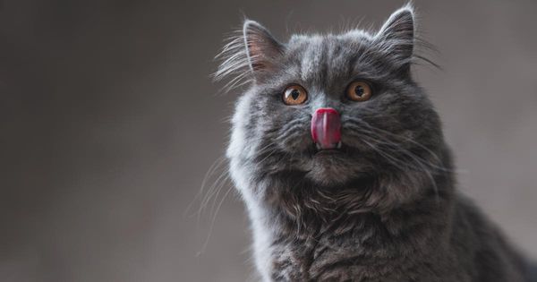 Todas las mascotas mayores de un estudio prefirieron este tipo de comida