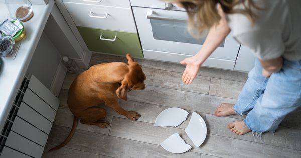 Errores de crianza que pueden acortar la vida de tu mascota