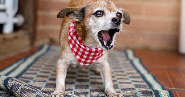 Mitos sobre los perros pequeños: evolución del perro faldero al 'pequeño monstruo'