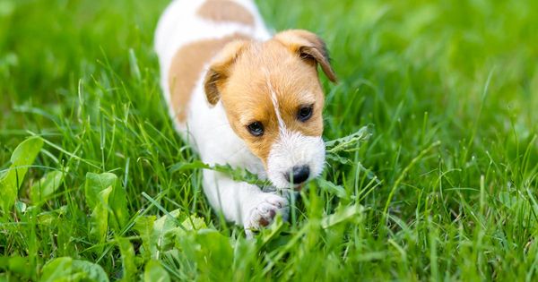 ¿Por qué mi perro come pasto?