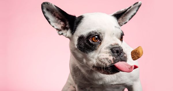 Consiente a tu mascota con estos bocadillos de carne real