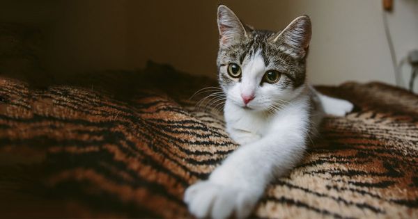 Cómo amar y vivir con un gato 'tambaleante'