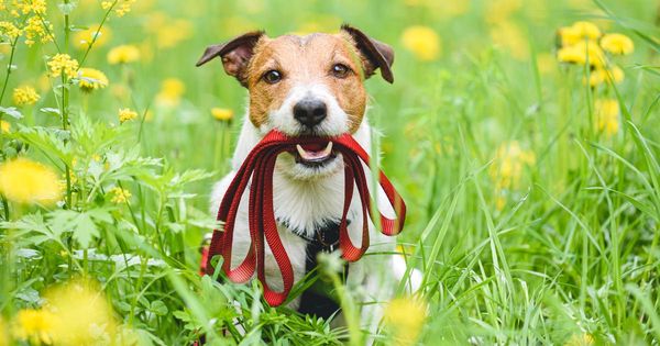 Este es el error más grande a la hora de pasear a tu perro