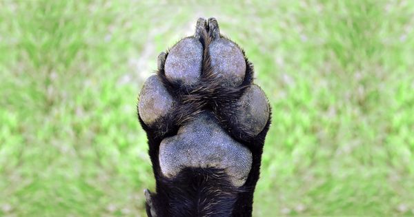 ¿Es demasiado caliente para pasear a tu perro de manera segura?