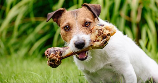 Esto es lo que debes saber antes de darle un hueso a tu perro