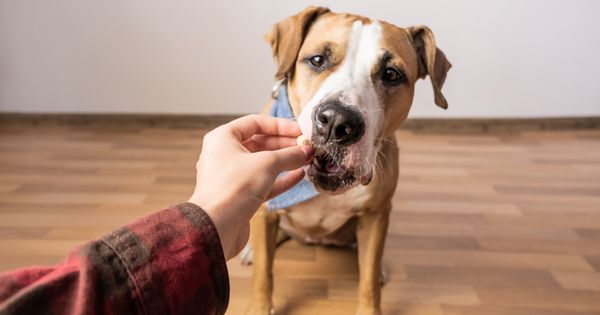 Consiente a tu mascota con estos premios ricos en omega-3