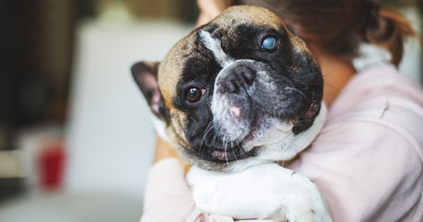 ¿Por qué los ojos de mi perro se tornaron azules?