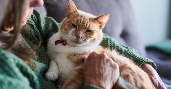 Cómo ayudar a tu gato a prosperar en su vejez