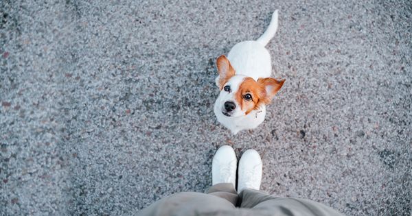 ¿Los perros pueden recordar experiencias pasadas?