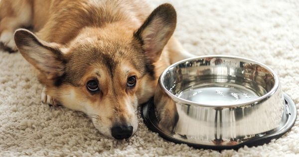 Trata con nutrientes los comportamientos indeseables de los perros