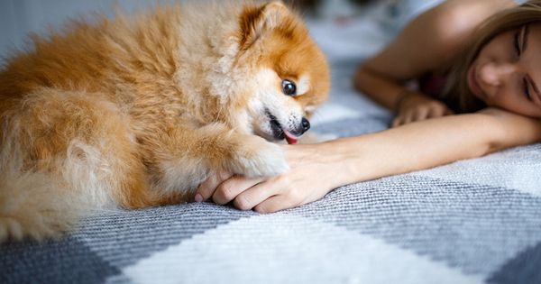 Este medicamento de grado humano podría ser mortal para tu mascota