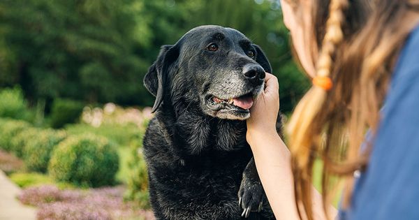 Uno de los peores erroes que puedes cometer con tu perro