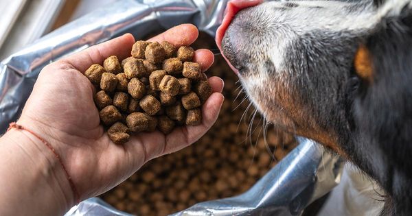 Efectos del procesamiento de croquetas en los alimentos frescos