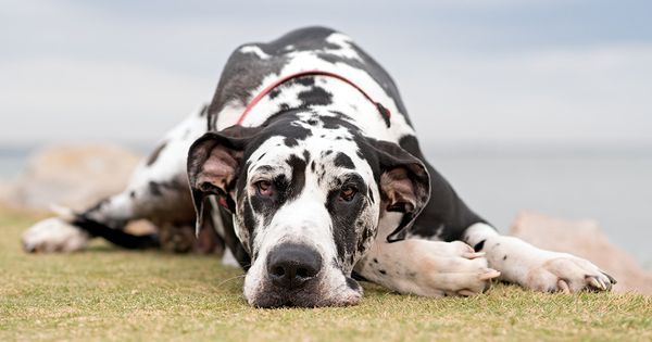 Las técnicas tradicionales de esterilización y castración no deben considerarse para todos los perros